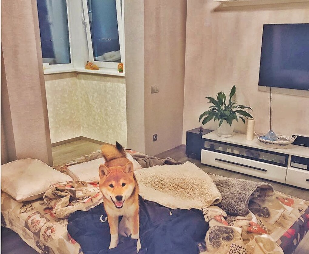 Довольная морда