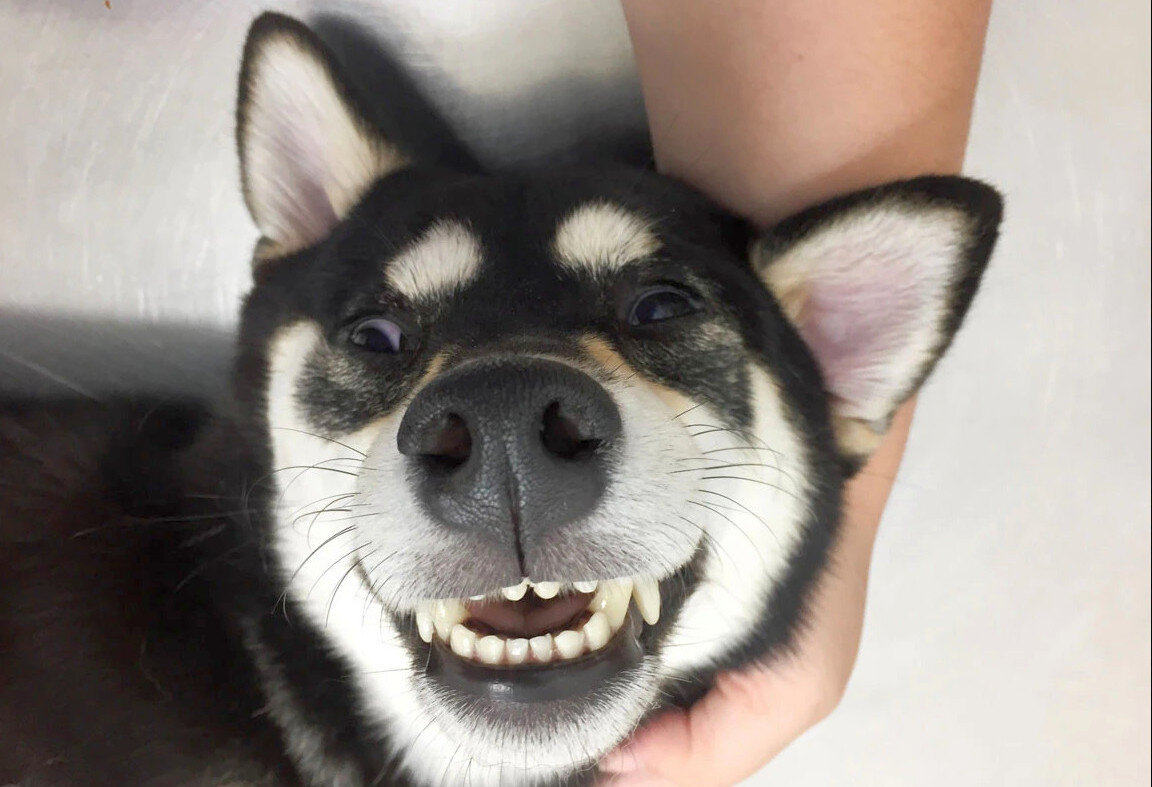 Ну вот как понять, улыбка это или нет?