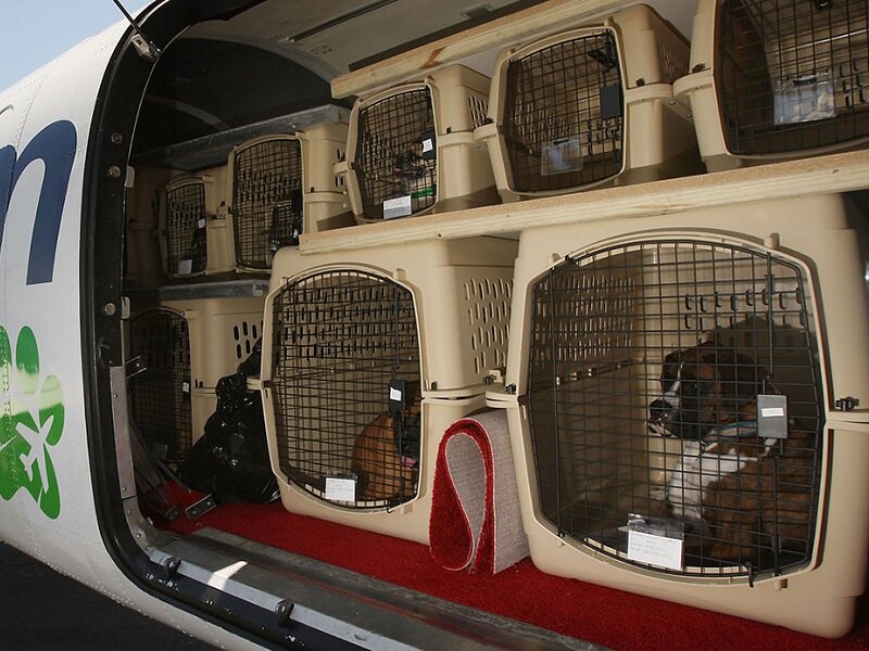 Для авиакомпаний животные - это просто груз, который доставляет только проблемы