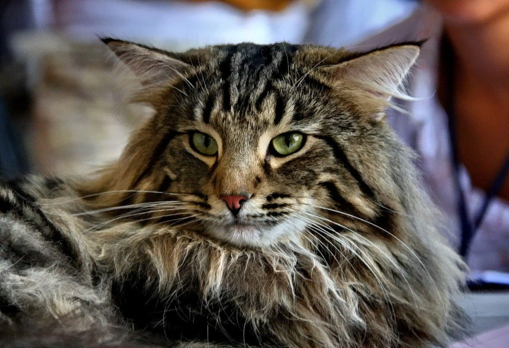Норвежская лесная. Порода кошек Норвежская Лесная. Скандинавская Лесная кошка. Лесной кот Мейн кун.
