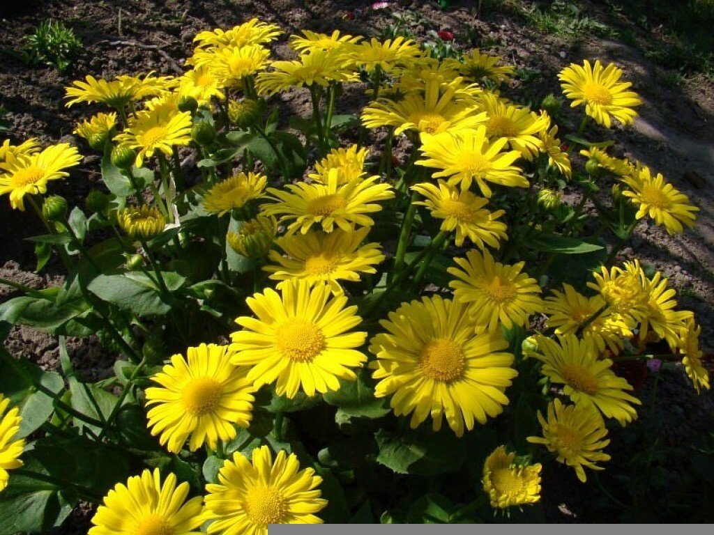 Дороникум «Маленький Лев»