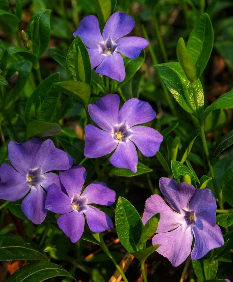 VINCA MINOR L.