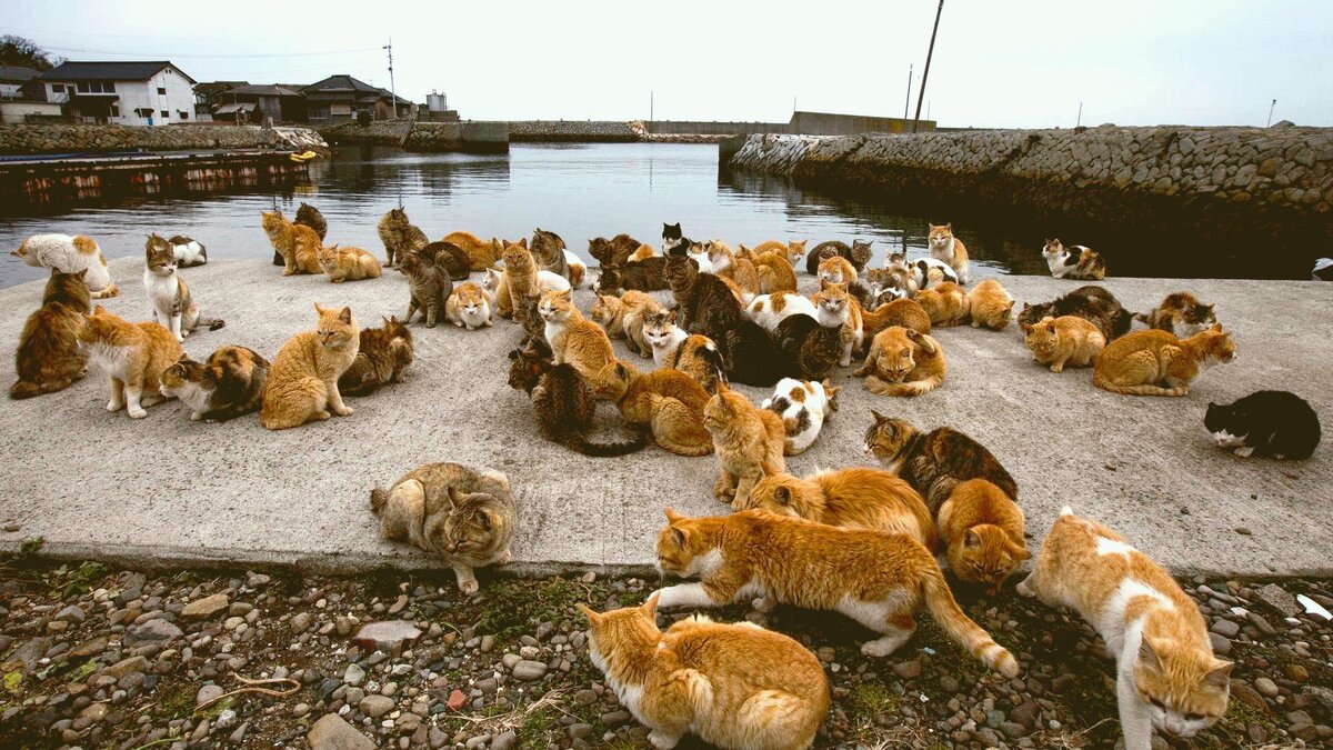 Как вам такая картина? И главное чистые, опрятные - как на подбор!