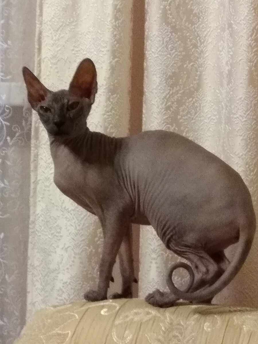 Сама грация, царская осанка