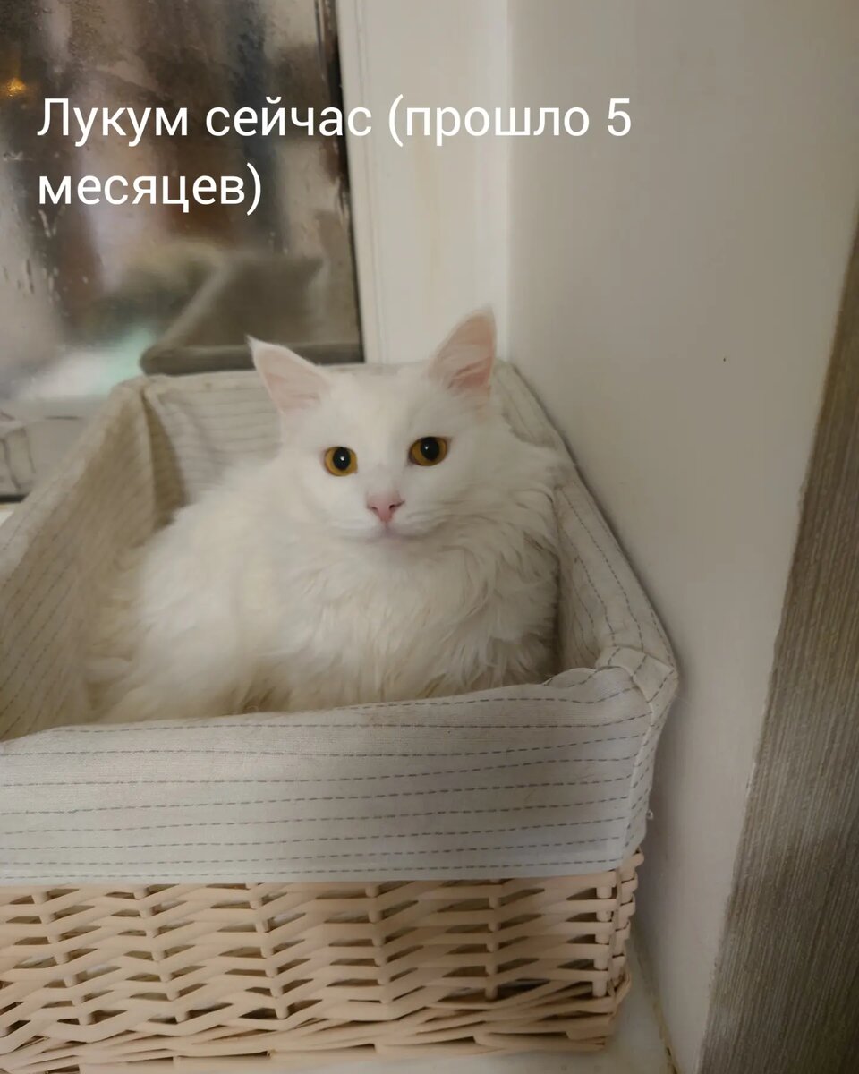 Лукум раньше и сейчас. Фото автора. 