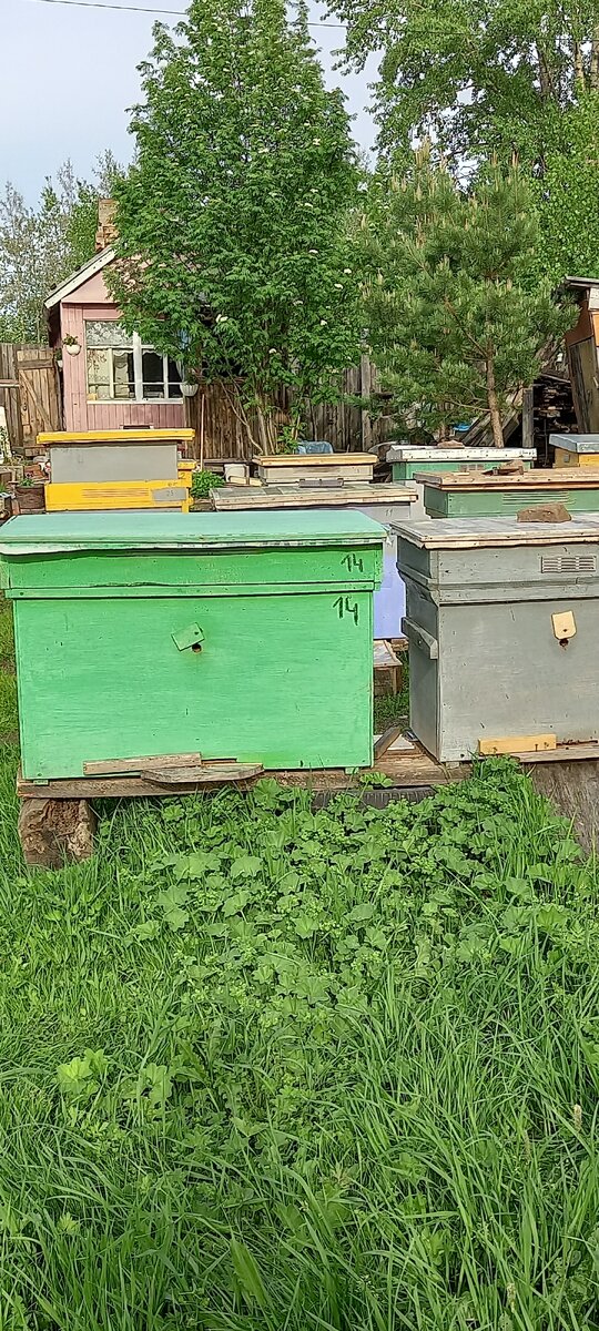 Приусадебная пасека.