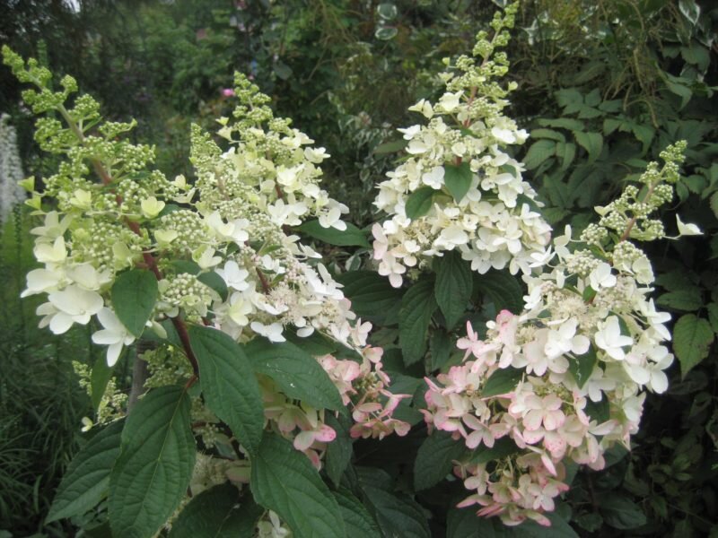 Для посадки приобретать четырех-пятилетние кустики. Фото используется с сайта funart.pro