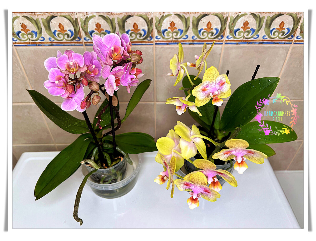 Да что я  мыслью по древу, право слово... Смотрите. Слева Phalaenopsis Anthura Santos, справа Phalaenopsis Yaphon Green Batman. 