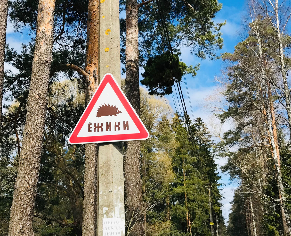 Зачем ехать в Комарово | Петербург. Детали. | Дзен