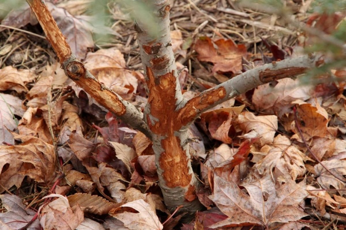 Зайкина работа… (фото из открытых источников)