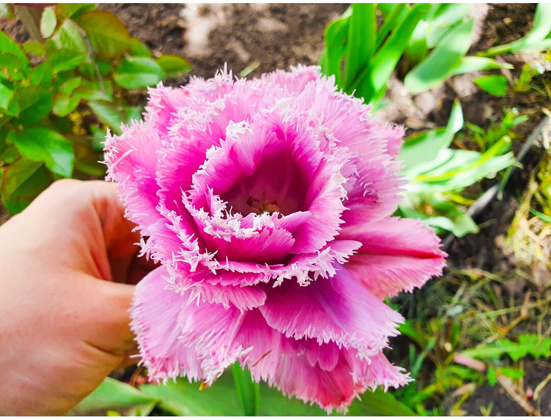 Тюльпанам надо совсем не много - и будут цвести красиво и долго