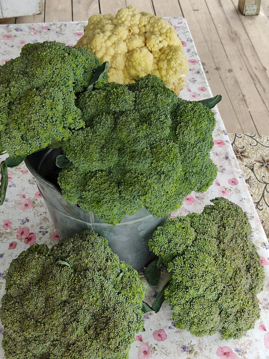 Это ранний урожай брокколи прошло года