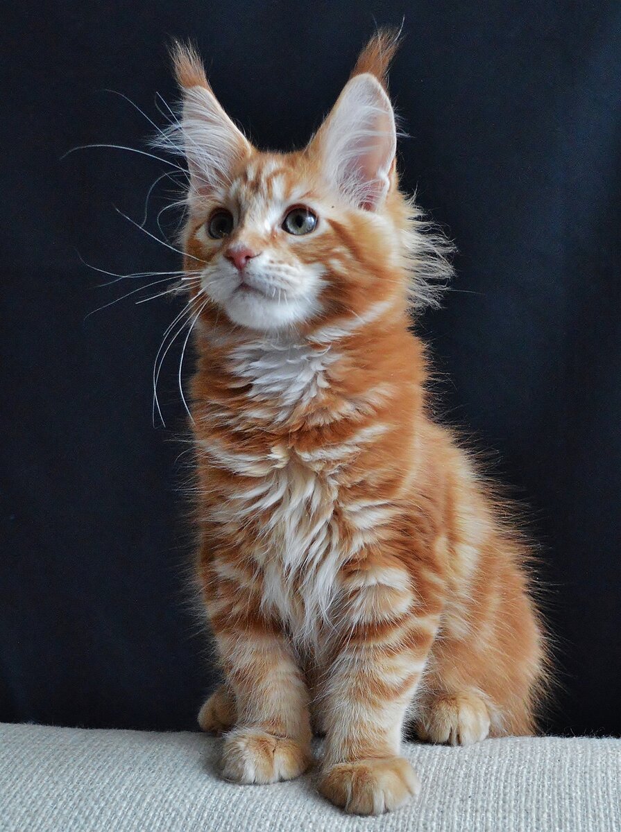 Если с выбором породы даже не задумывались,  то над окрасом размышляли долго. Выбор огромный,  но всегда хочется чего-то особенного,  необычного. И вот оно чудо🙏 на странице в ВК увидела 😻 рыжего мальчугана 🌞 и поняла это мой 💗😻 Как вы думаете его зовут???