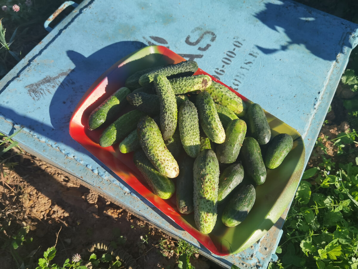 Наш первый урожай на участке в открытом грунте