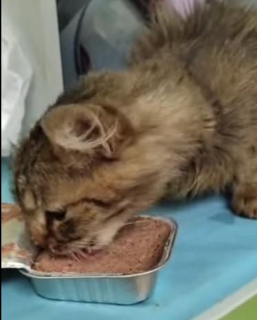 Аппетит хороший!