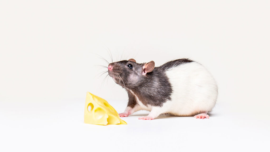    Cheese and mouse. Mouse with a slice of swiss cheese isolated on white. Little mouse trying to move a piece of cheese. Александр Шереметьев