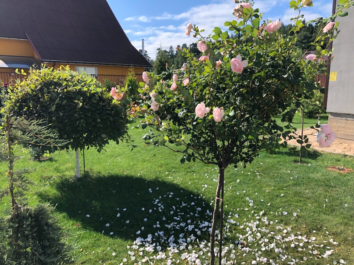 Английская роза Херитейдж, фото Екатерина Ко 