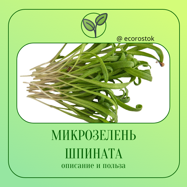 Микрозелень шпината: небольшая сила природы