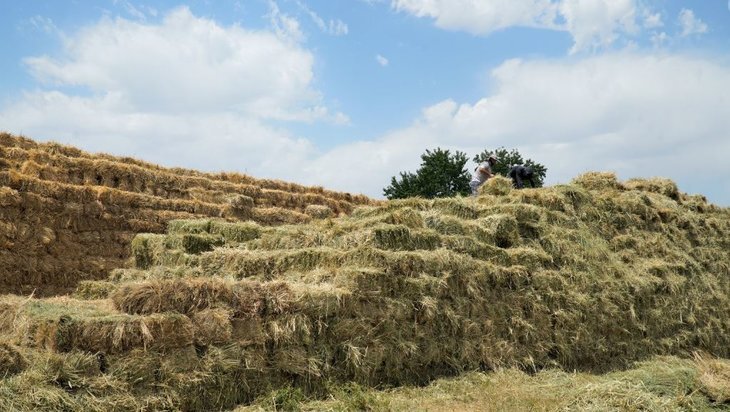    В Дагестане заготовлено более 1,2 млн тонн грубых кормов для скота