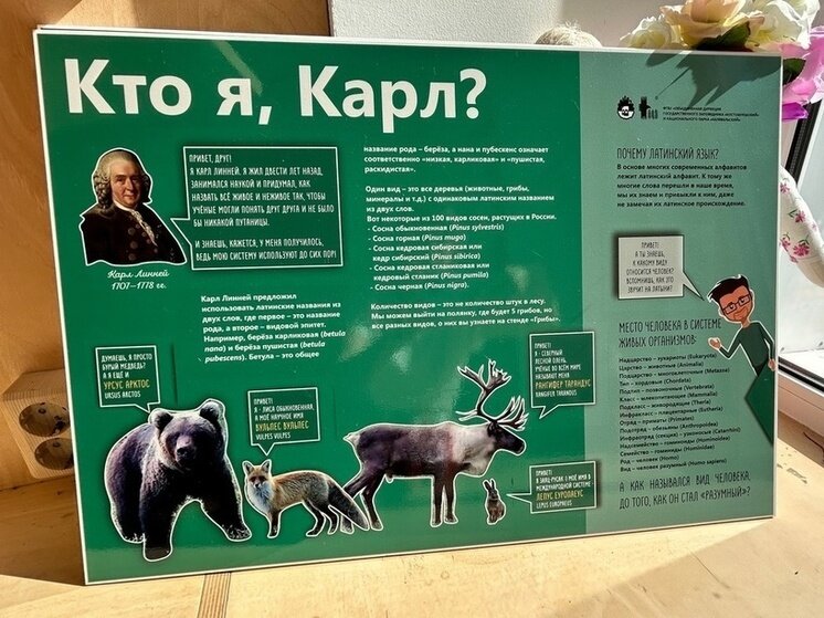     Фото: Заповедник «Костомукшский»