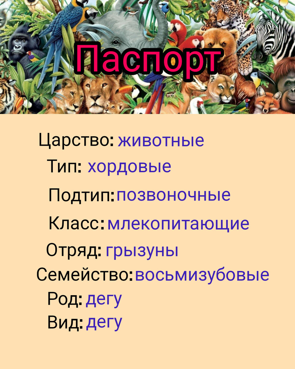 Дегу или чилийская земляная белка | Зелёная книга профессора Стёпушкина |  Дзен