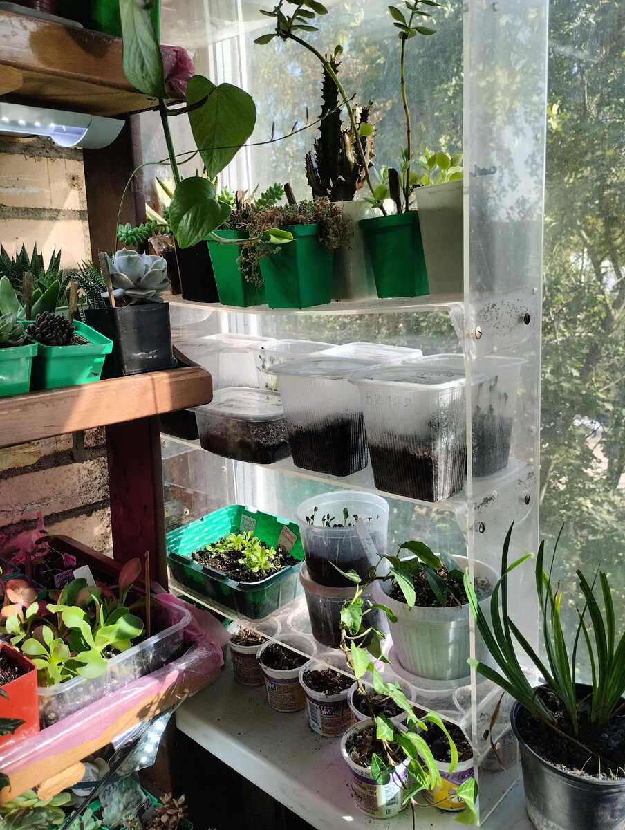 Всходы морозников от января