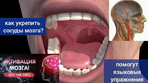 Как укрепить сосуды мозга, используя язык? 