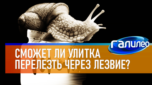 Галилео 🐌 Сможет ли улитка перелезть через лезвие?