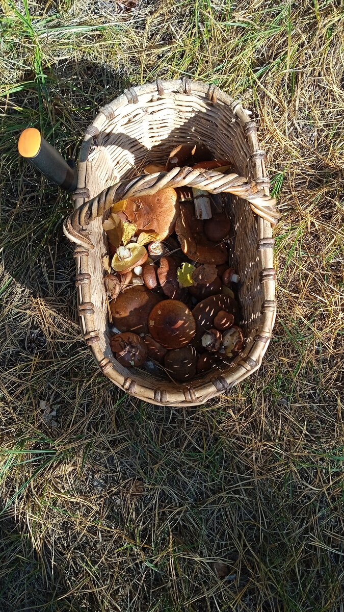 В основном были маслята. Но ещё нашли три рыжика.