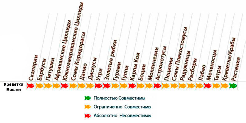 Совместимость креветок вишен