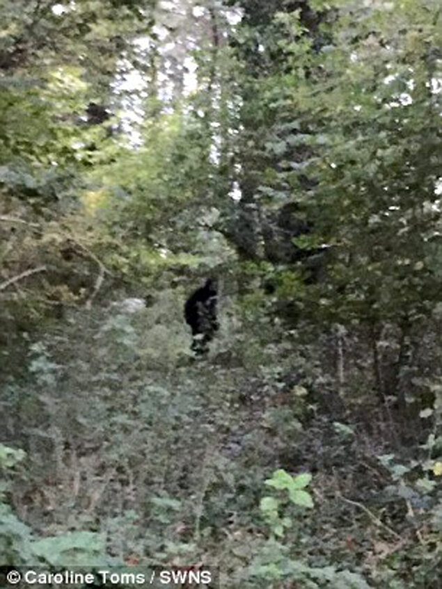 В заповедный и дремучих страшных суссекских лесах...