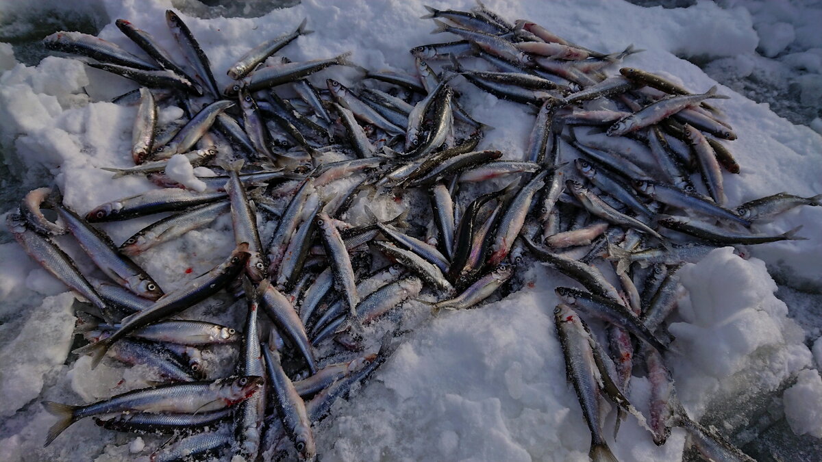 Какая рыба ловится в Финском заливе: виды рыбы, места ловли