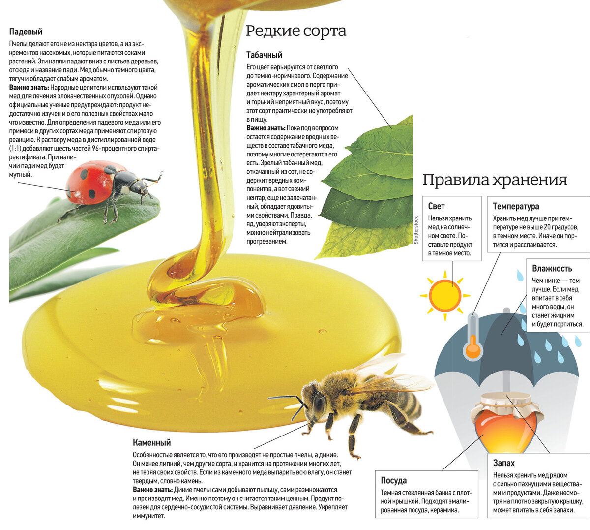 Что такое падевый мед