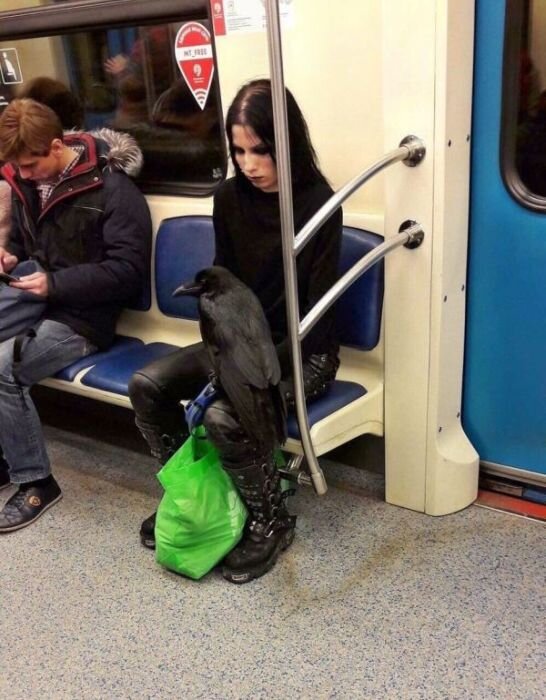 С вороной в метро