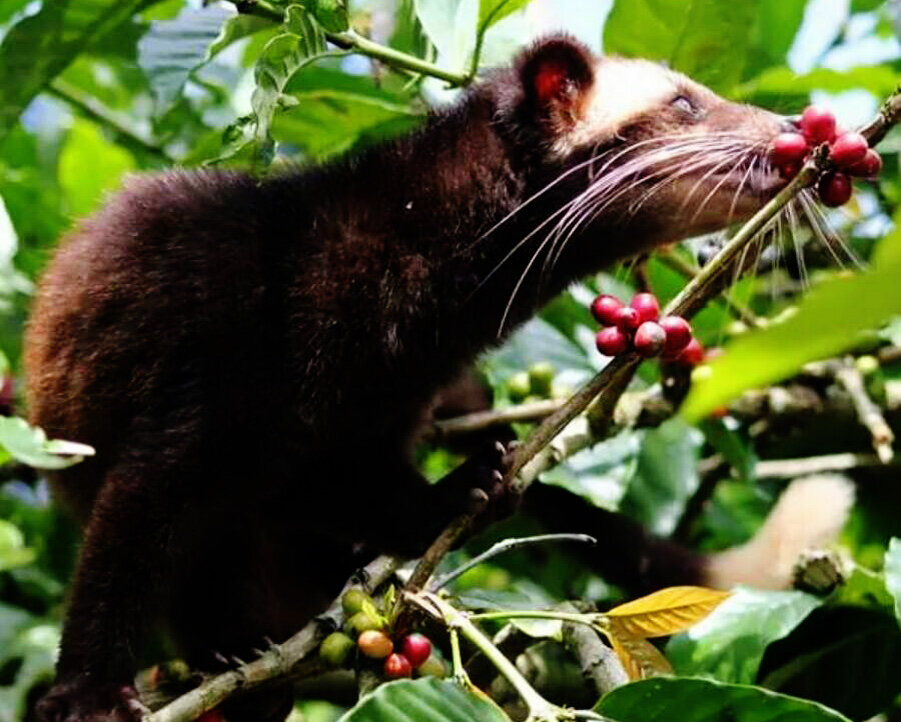 Kopi luwak. Пальмовая Циветта мусанг. Пальмовая куница Лювак. Копи Лювак животное. Кофе Циветта Лювак.