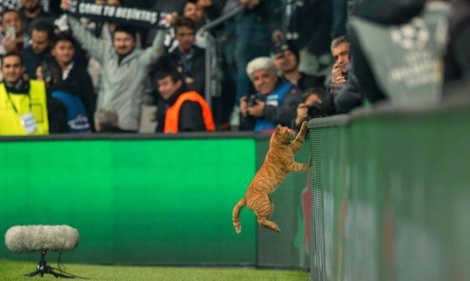 Кот на футбольном поле