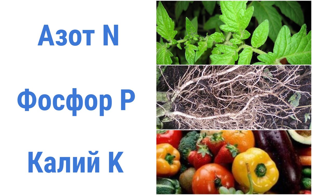 Азот, фосфор, калий- какое питание нужно растениям, чтобы оно пошло им ...