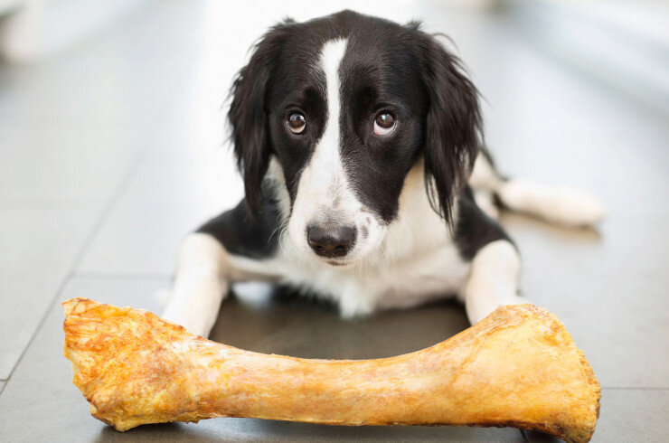 Кости не несут ничего полезного для собаки