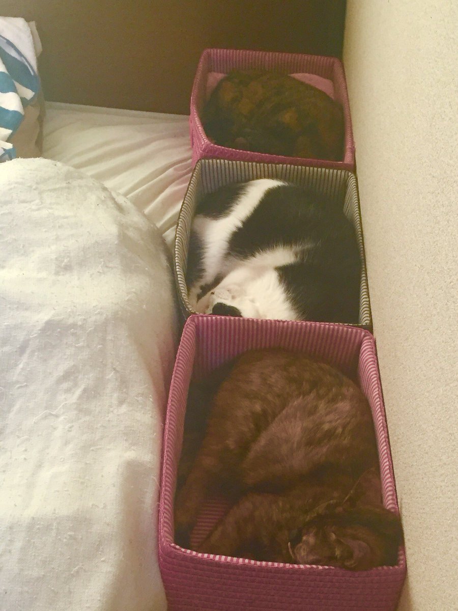 Почему коты постоянно спят. Сонный котенок в коробке.