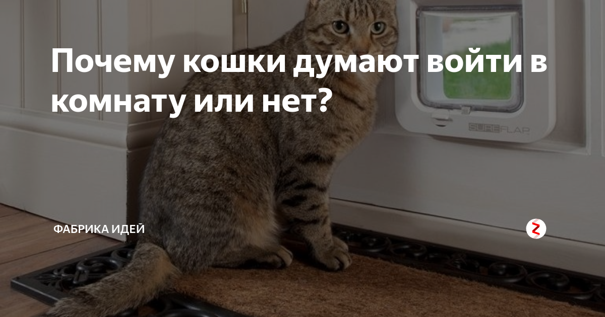 Кошка вдруг перестала заходить в одну из комнат, почему?