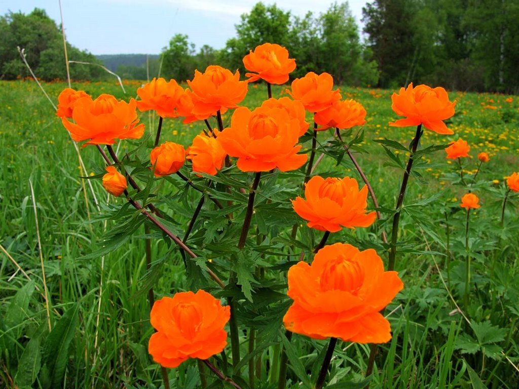 Вот знакомьтесь, Купальница (Trollius).