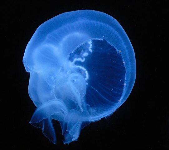 Ушастая аурелия. Самая распространённая медуза Чёрного моря