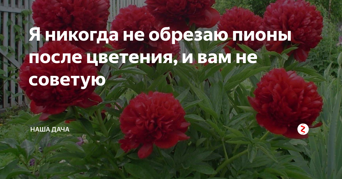 Пока твой мужик сообразит про пионы картинка