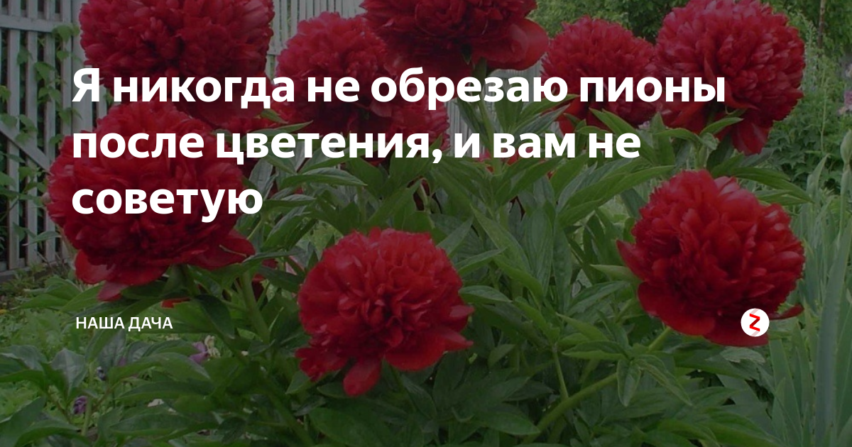 Пионы отцвели когда обрезать стебли после цветения. Пионы отцвели. Пионы после цветения. Обрезать пионы. Когда обрезать пионы.