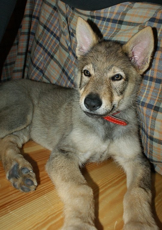 Источник фотографии: www.wolfdog.org