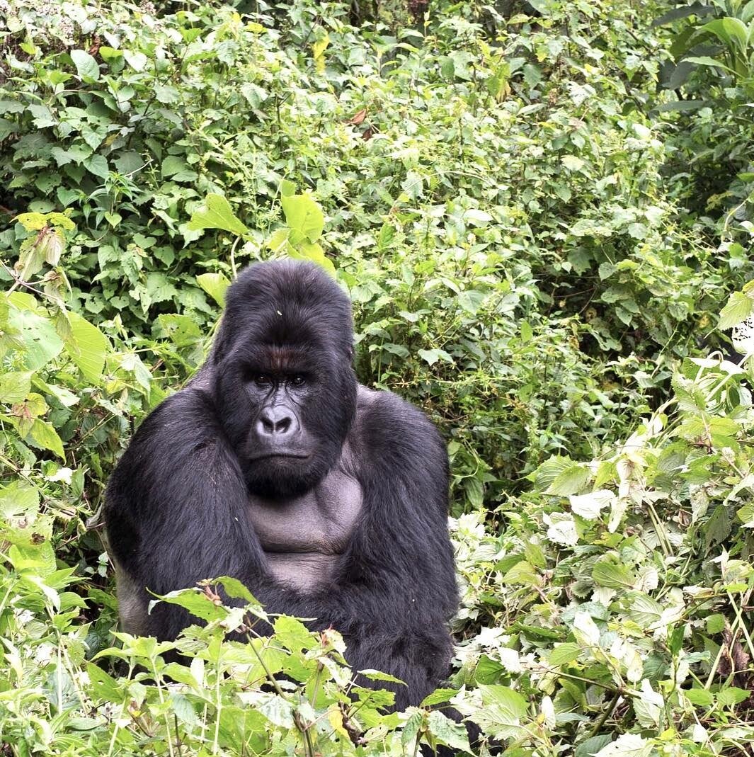 (источник фото : https://www.instagram.com/p/BksT1U3Hk4L/?taken-by=leonardodicaprio)