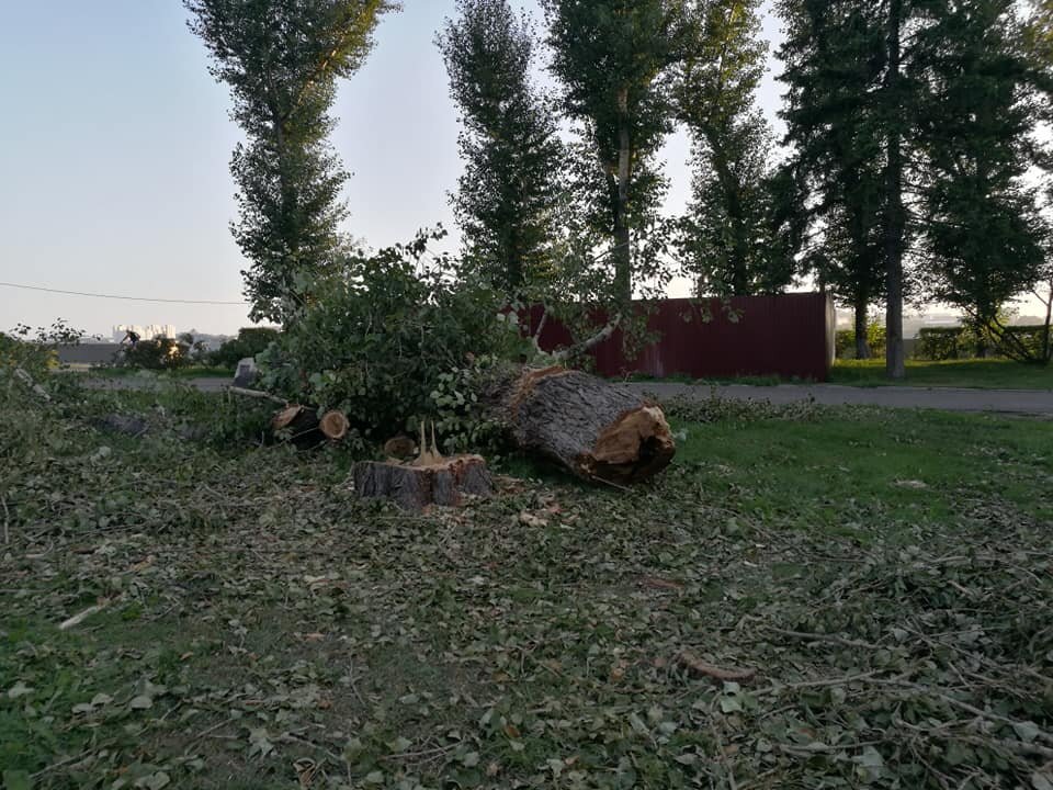 Первые спиленные деревья на месте будущего "сквера"