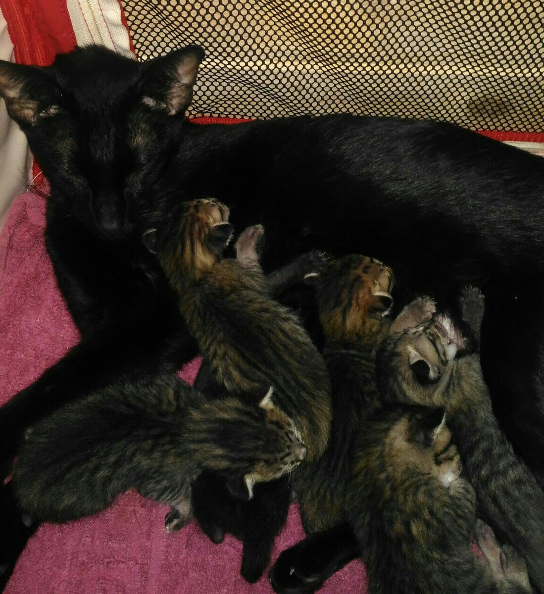 Кошка кормит котят 