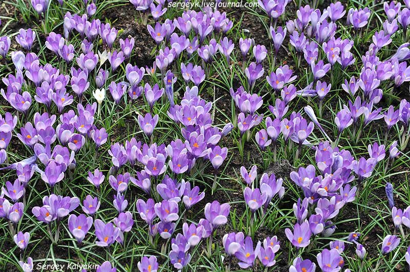 Крокус Ялта