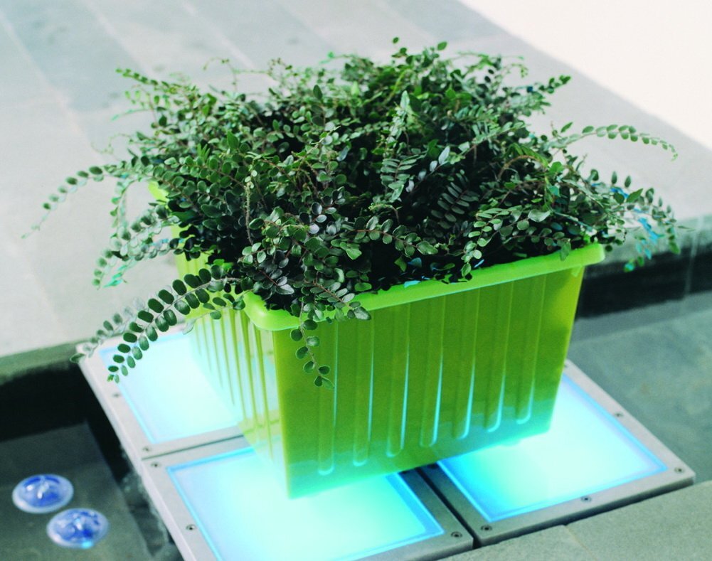 Пеллея круглолистная